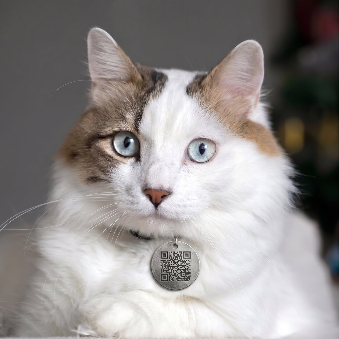 Un gatto bianco e marrone con al collo una medaglietta OmnyQR con QR code